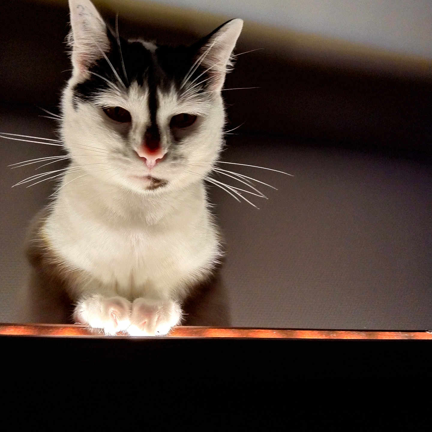 Berlioz participe au concours pour gagner de l'argent avec cette photo : animal, black_and_white, cat, closeup, curious, cute, domestic_cat, ears, feline, furry, indoor, looking_down, mystery, nose, paws, pet, portrait, shadow, soft_light, whiskers