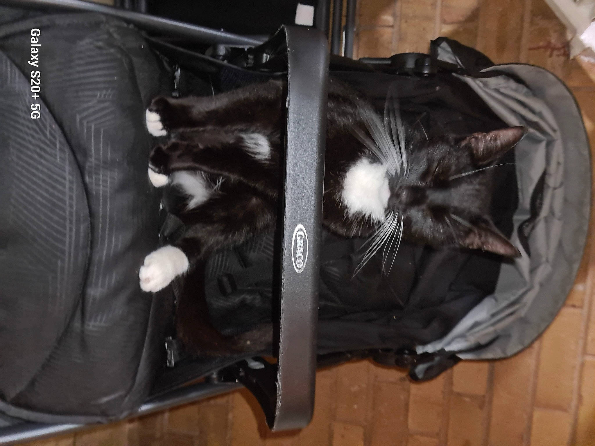 George joined the competition — help win amazing prizes! auto_part, automotive_exterior, automotive_tire, bag, baggage, bombay, carnivore, cat, comfort, felidae, fender, fur, luggage_and_bags, metal, musical_instrument_accessory, rim, small_to_medium_sized_cats, tail, whiskers, wire