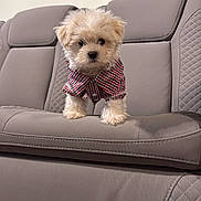 Nico joined the competition — help win amazing prizes! puppy, dog, pet, fur, small_dog, cute, checkered_shirt, clothing, couch, leather, gray, indoor, furniture, animal, adorable, standing, young_dog, home, domestic_animal, portrait