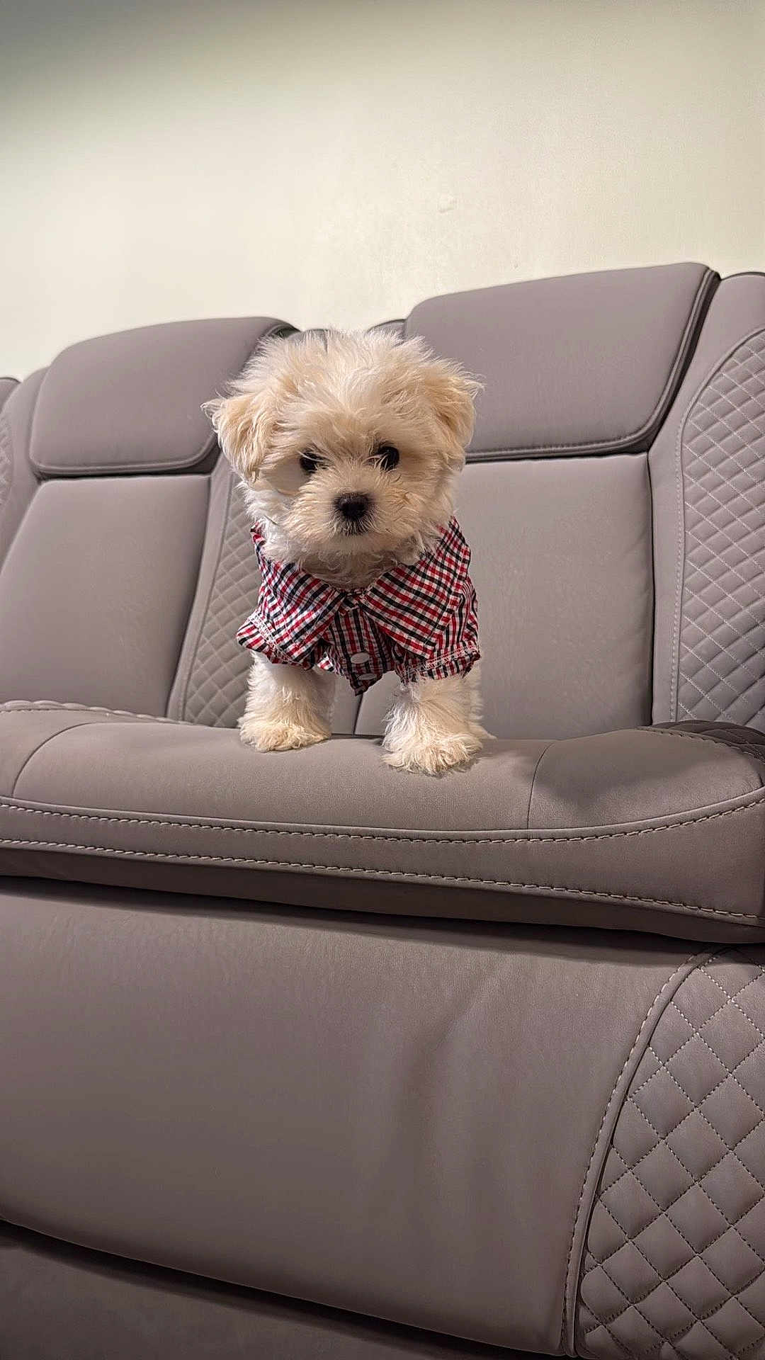 Nico joined the competition — help win amazing prizes! puppy, dog, pet, fur, small_dog, cute, checkered_shirt, clothing, couch, leather, gray, indoor, furniture, animal, adorable, standing, young_dog, home, domestic_animal, portrait