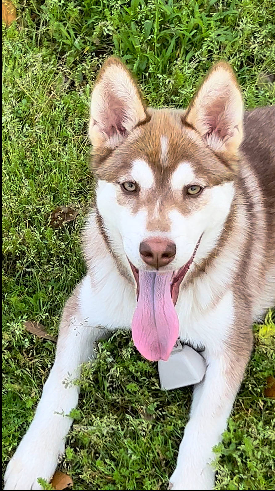 Chewbacca is registered to the contest to win money with this photo: canidae, canis, carnivore, collar, companion_dog, dog, dog_breed, fang, fawn, fur, grass, plant, siberian_husky, sled_dog, sporting_group, terrestrial_animal, whiskers, wildlife, working_animal, working_dog