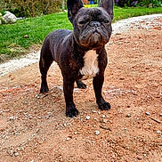 Vaiana participe au concours pour gagner de l'argent avec cette photo : french_bulldog, dog, black_dog, white_chest_patch, standing, gravel_path, outdoor, garden, greenery, trees, shrubs, grass, daylight, pet, canine, animal, portrait, nature, cute, alert