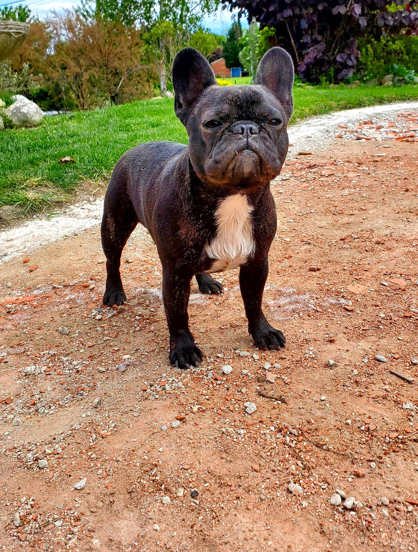 Vaiana participe au concours pour gagner de l'argent avec cette photo : french_bulldog, dog, black_dog, white_chest_patch, standing, gravel_path, outdoor, garden, greenery, trees, shrubs, grass, daylight, pet, canine, animal, portrait, nature, cute, alert