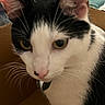 cat, black_and_white, close_up, cardboard_box, whiskers, yellow_eyes, pet, feline, indoor, curious, fur, animal, portrait, domestic_cat, face, ears, nose, soft_light, background_blur, sitting