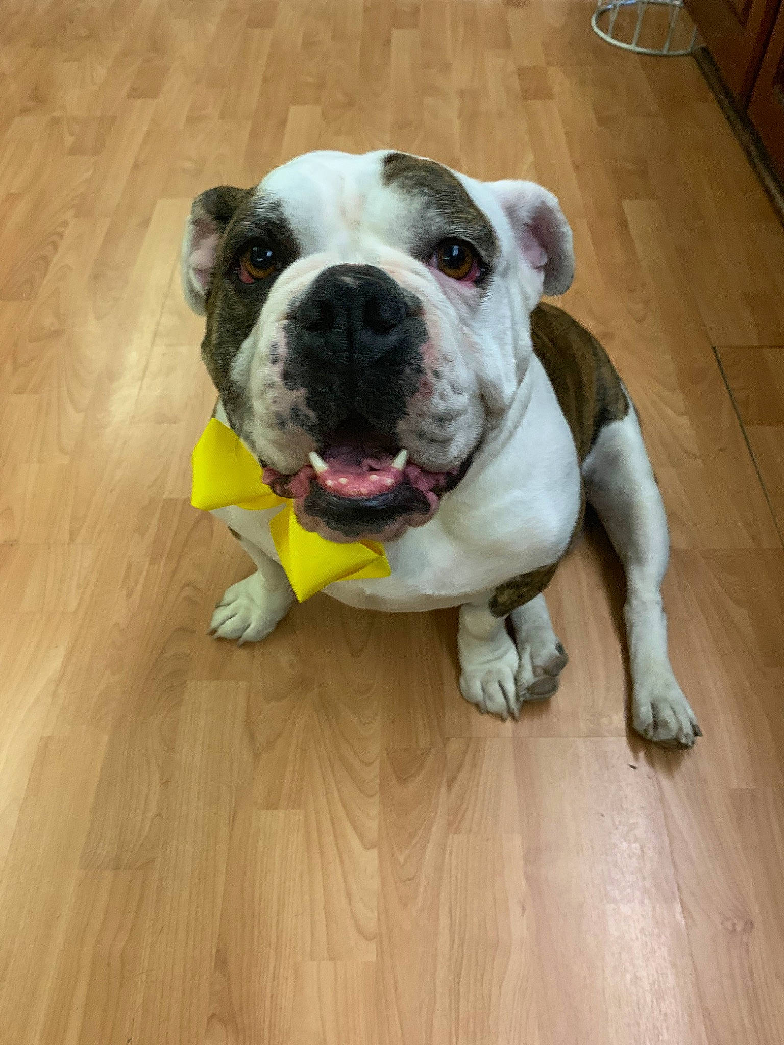 Leah is registered to the contest to win money with this photo: american_bulldog, australian_bulldog, bulldog, canidae, carnivore, companion_dog, dog, dog_breed, fawn, mammal, non_sporting_group, nose, old_english_bulldog, olde_english_bulldogge, renascence_bulldogge, skin, snout, toy_bulldog, valley_bulldog, vertebrate