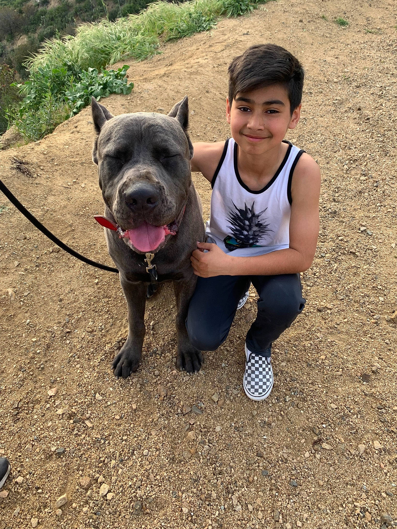 King joined the competition — help win amazing prizes! adventure, american_pit_bull_terrier, american_staffordshire_terrier, cane_corso, canidae, carnivore, companion_dog, dog, dog_breed, dog_walking, fawn, guard_dog, leash, mammal, molosser, non_sporting_group, perro_de_presa_canario, staffordshire_bull_terrier, vertebrate, working_dog