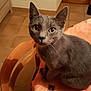 Grizou a rejoint le concours — aidez-le/la à gagner de superbes lots ! animal, cat, chair, close_up, curious, cute, domestic_animal, ears, eyes, feline, floor_tiles, gray_cat, home, indoor, looking_at_camera, pet, table, tablecloth, whiskers, wooden_chair
