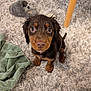 animal, brown_dog, carpet, cozy, curious, cute, dog, domestic, floor, furniture_leg, home, indoor, looking_up, pet, puppy, slipper, small_dog, towel, wet_fur, young_dog