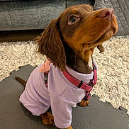 Lilly Almena is registered to the contest to win money with this photo: brown_dog, canine, carpet, couch, cute, dog, domestic_animal, fleece_outfit, floor, fur, indoor, looking_up, mat, pet, pink_harness, puppy, purple_clothing, sitting, small_dog, young_dog