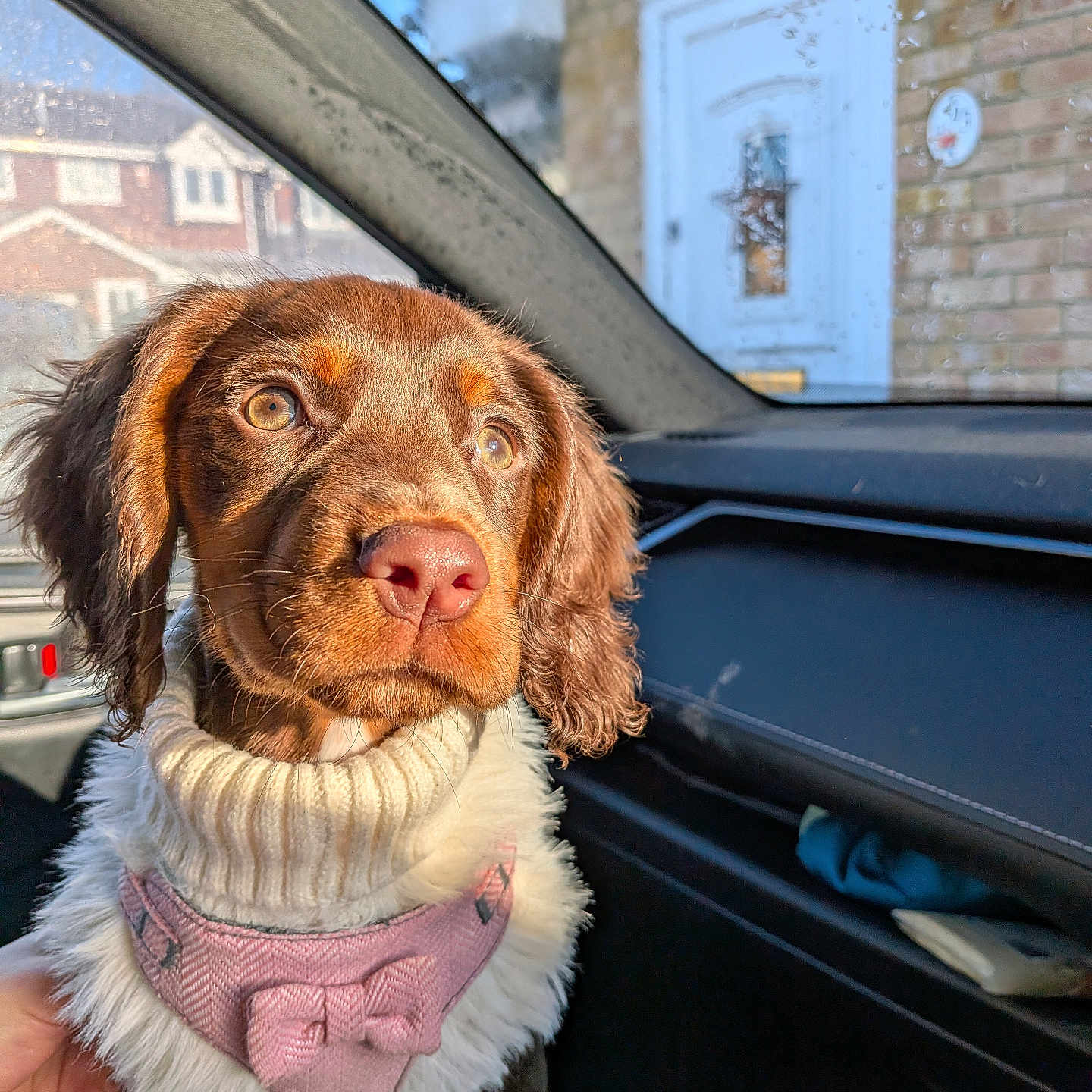 Lilly Almena joined the competition — help win amazing prizes! animal, brown_fur, car_interior, close_up, cozy, cute, dog, hand, house, pet, pink_bow, portrait, puppy, rain_drops, seat, suburban, sunlight, sweater, white_fur, window
