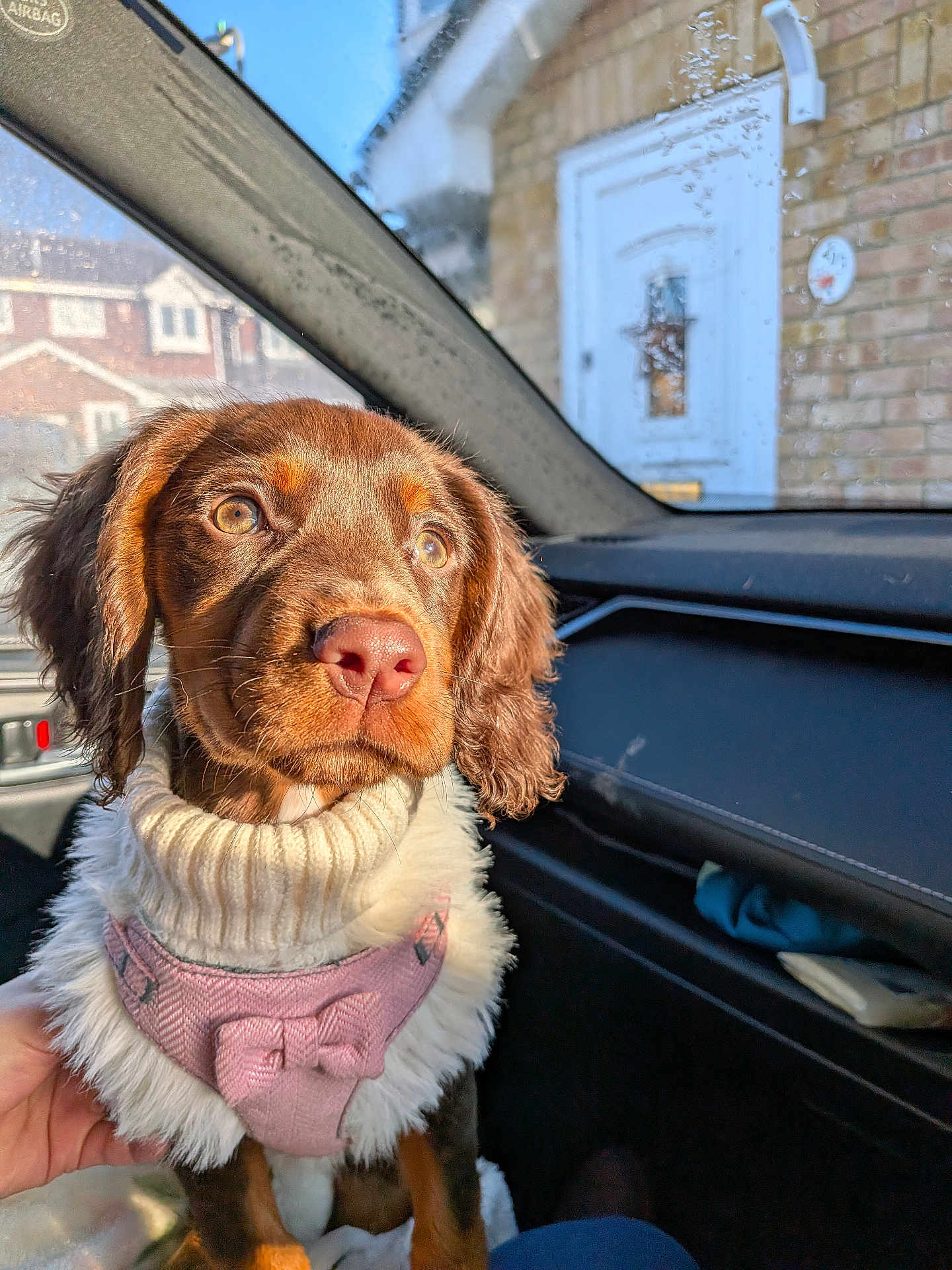 Lilly Almena joined the competition — help win amazing prizes! animal, brown_fur, car_interior, close_up, cozy, cute, dog, hand, house, pet, pink_bow, portrait, puppy, rain_drops, seat, suburban, sunlight, sweater, white_fur, window