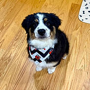 Rusty joined the competition — help win amazing prizes! adorable, animal, bandana, black, brown, companion, cute, dog, domestic_animal, flooring, fluffy, fur, indoor, looking_up, pet, puppy, sitting, white, wooden_floor, young_dog