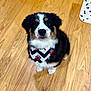 adorable, animal, bandana, black, brown, companion, cute, dog, domestic_animal, flooring, fluffy, fur, indoor, looking_up, pet, puppy, sitting, white, wooden_floor, young_dog