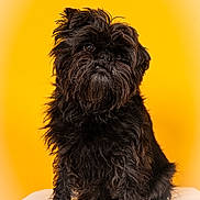 Tamara participe au concours pour gagner de l'argent avec cette photo : dog, black_dog, scruffy, pet, portrait, studio, yellow_background, fluffy, sitting, cute, animal, fur, canine, indoor, looking_away, small_dog, whiskers, muzzle, expression, isolated