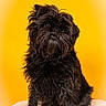 dog, black_dog, pet, animal, portrait, studio, yellow_background, fur, cute, sitting, canine, fluffy, domestic_animal, furry, companion, indoor, looking_up, small_dog, adorable, mammal