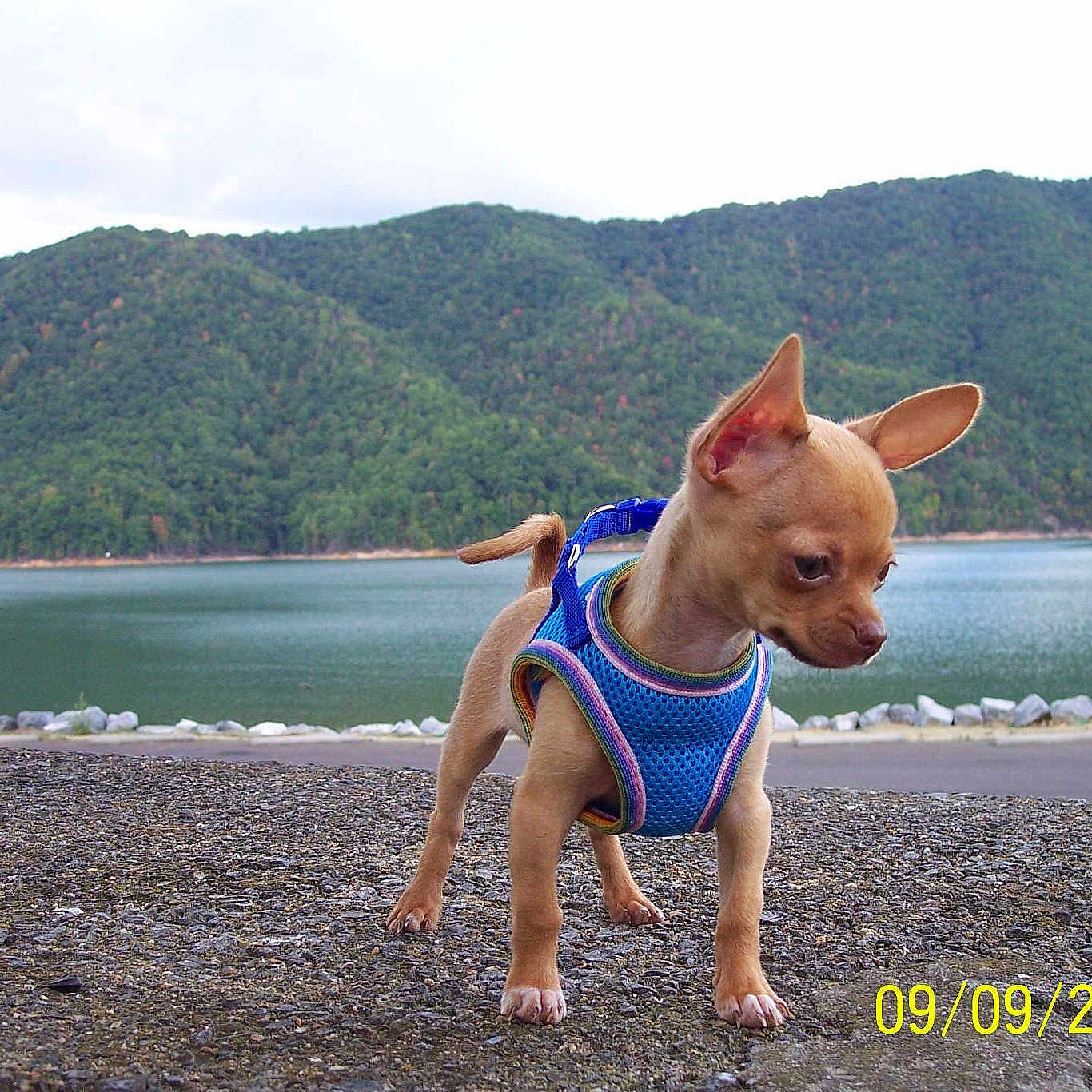 Jax