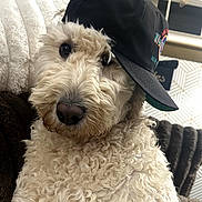 Jagger is registered to the contest to win money with this photo: dog, curly_fur, baseball_cap, pet, indoor, couch, blanket, fur, brown_nose, seated, looking_at_camera, cozy, household, window, curtains, decor, closeup, cute, animal, domestic