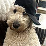 dog, curly_fur, baseball_cap, pet, indoor, couch, blanket, fur, brown_nose, seated, looking_at_camera, cozy, household, window, curtains, decor, closeup, cute, animal, domestic