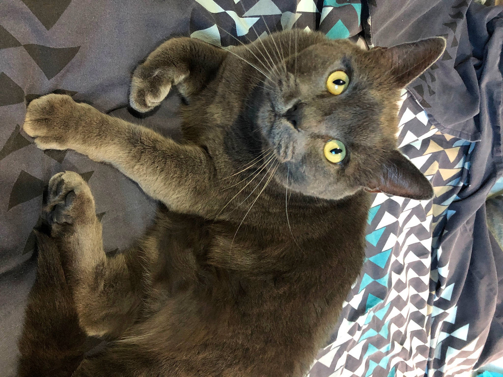 Noco participe au concours pour gagner de l'argent avec cette photo : carnivore, cat, cat_supply, claw, domestic_short_haired_cat, felidae, fur, havana_brown, plant, small_to_medium_sized_cats, snout, tail, terrestrial_animal, whiskers, wildlife, window