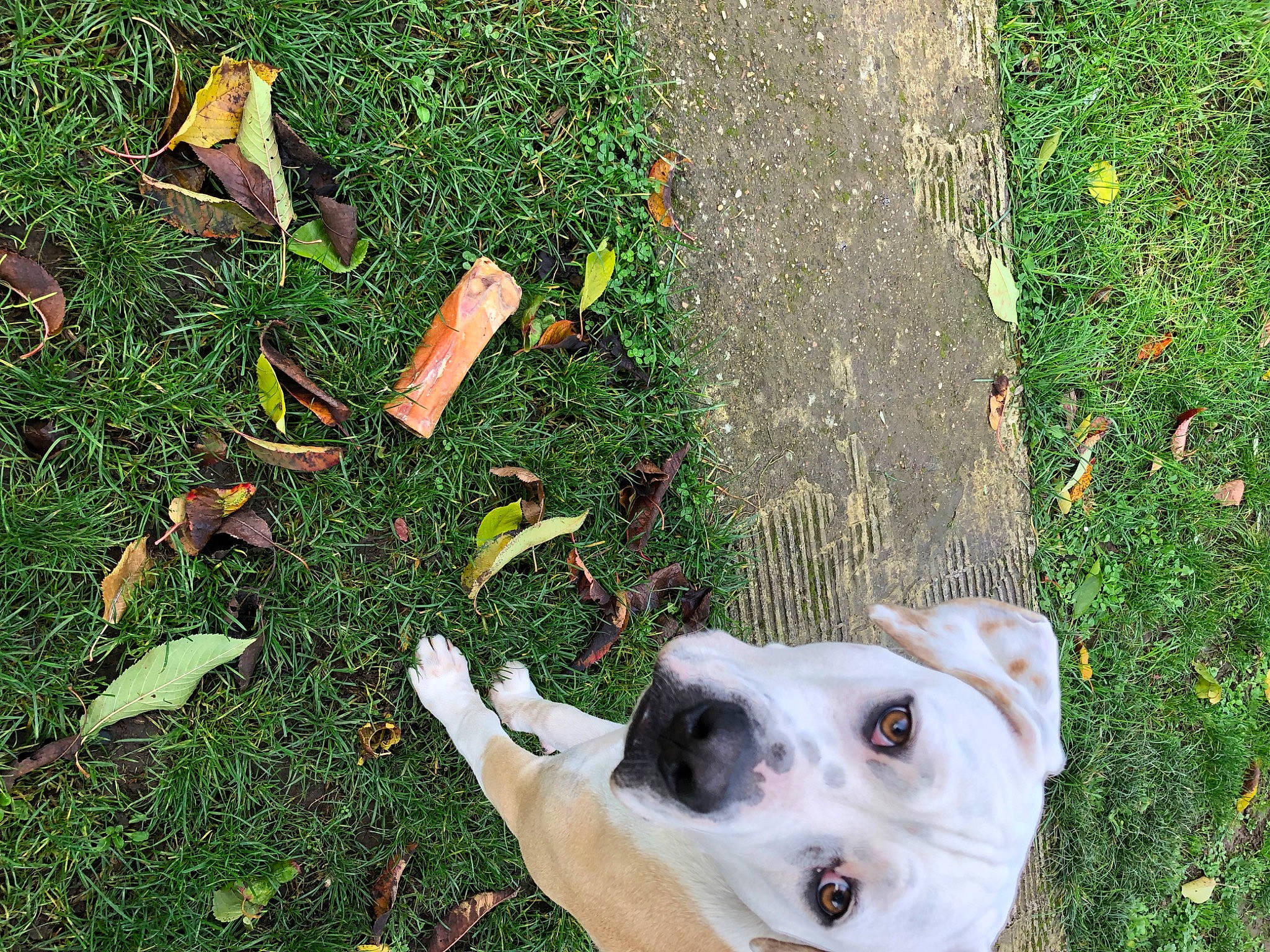 Tesla a rejoint le concours — aidez-le/la à gagner de superbes lots ! canidae, carnivore, companion_dog, dog, dog_breed, fawn, grass, green, groundcover, guard_dog, non_sporting_group, people_in_nature, plant, sporting_group, tail, terrestrial_animal, working_animal