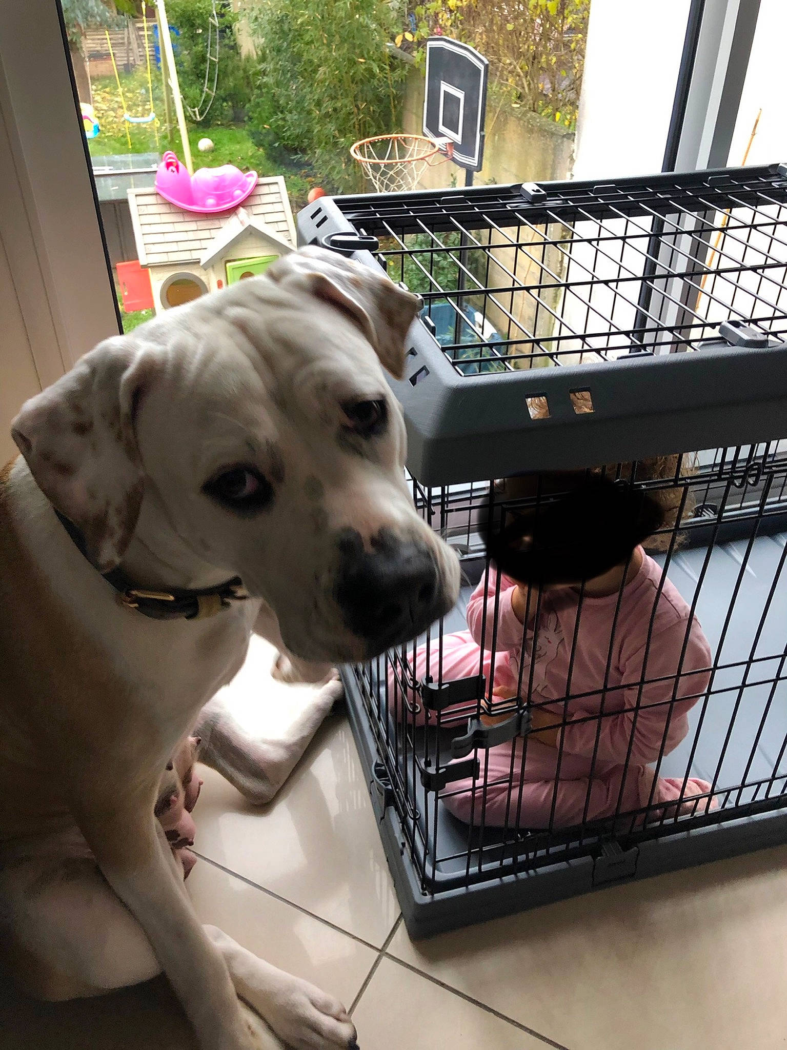 Tesla participe au concours pour gagner de l'argent avec cette photo : animal_shelter, cage, carnivore, collar, companion_dog, dog, dog_breed, dog_collar, dog_crate, dog_supply, fawn, kennel, mammal, pet_supply, plant, service, snout, sporting_group, vertebrate, working_animal