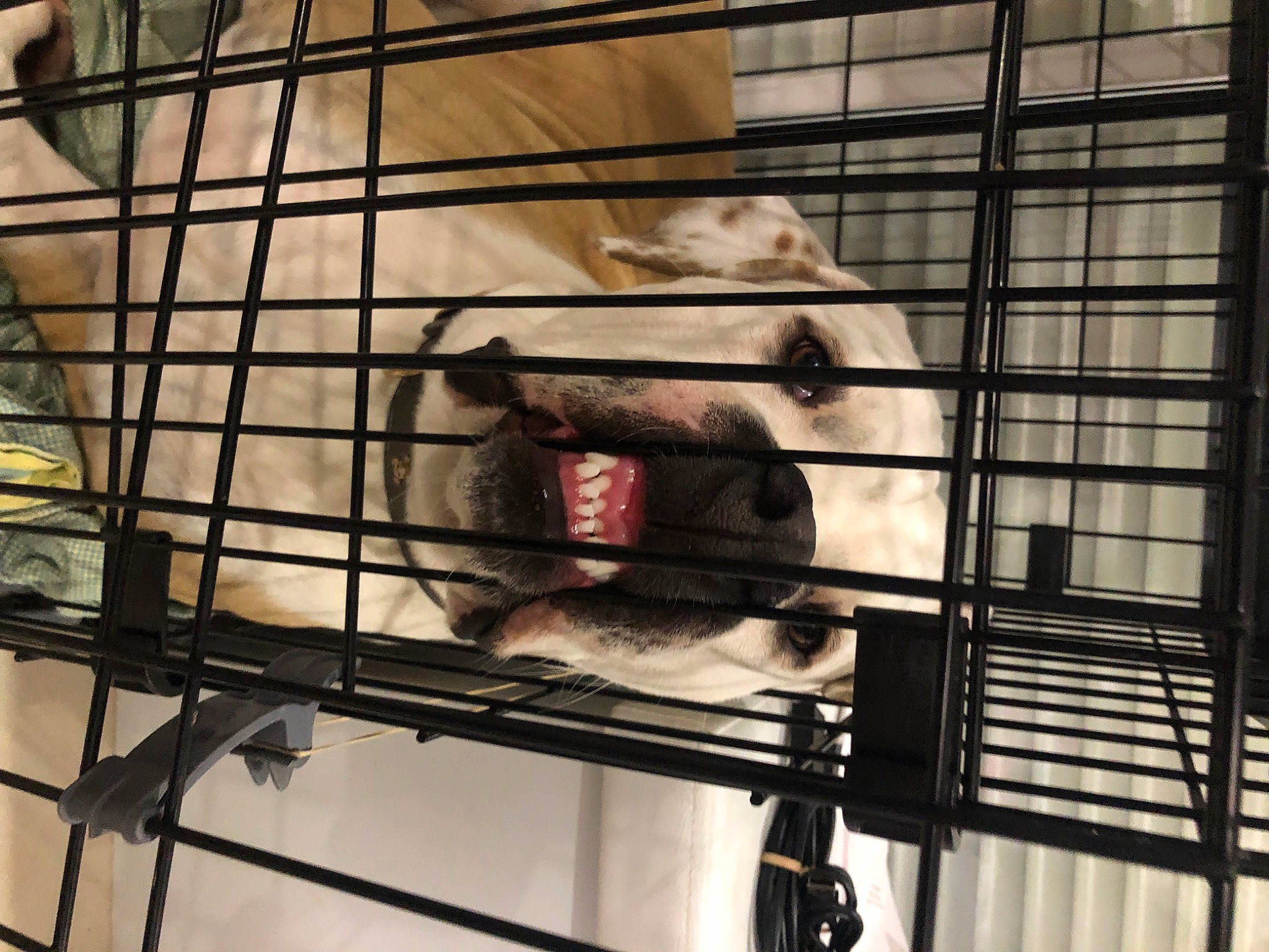 Tesla a rejoint le concours — aidez-le/la à gagner de superbes lots ! animal_shelter, cage, canidae, carnivore, companion_dog, dog_breed, dog_crate, dog_supply, felidae, fur, kennel, mammal, metal, pet_supply, service, small_to_medium_sized_cats, snout, sporting_group, terrestrial_animal, vertebrate