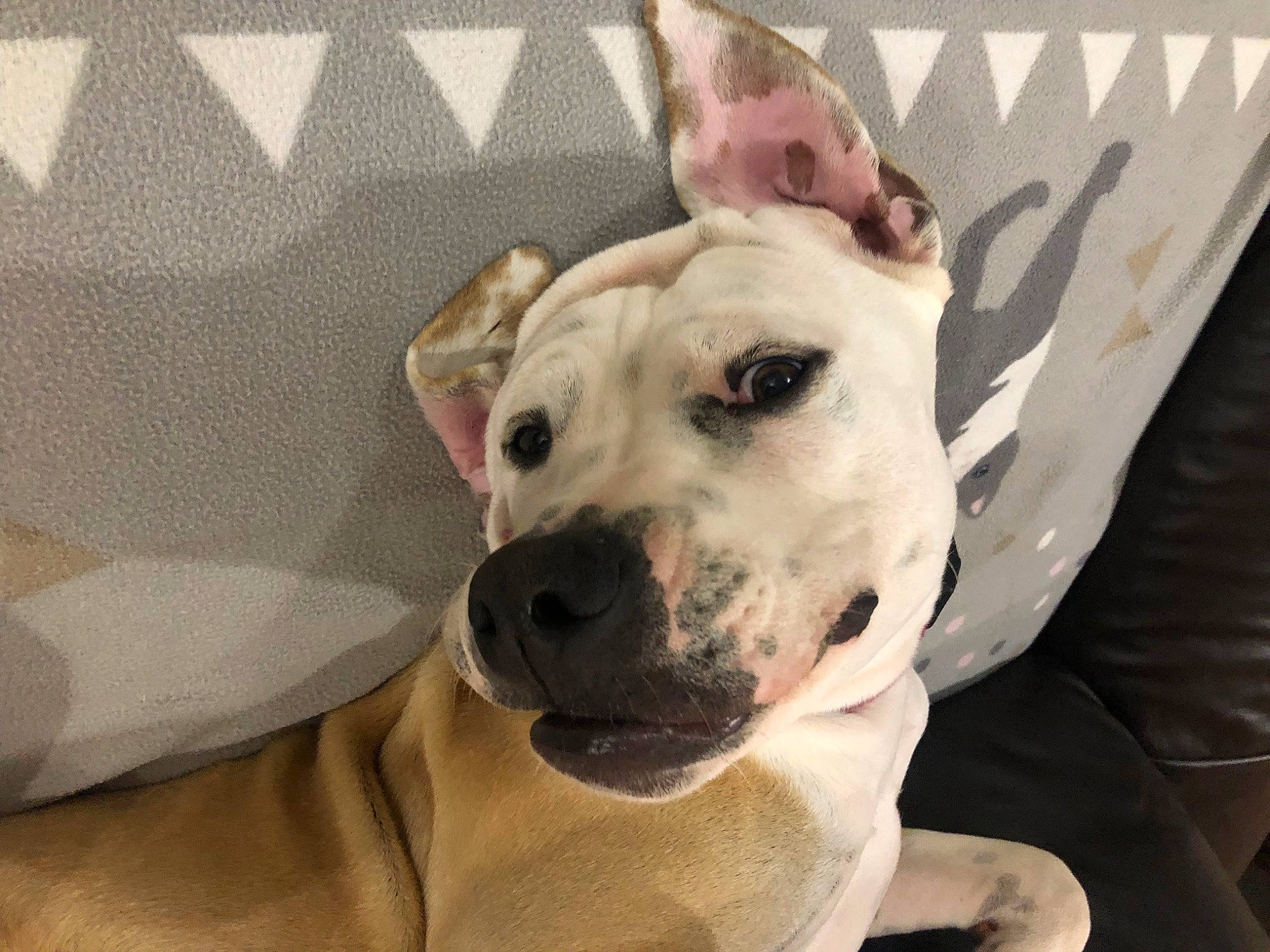 Tesla a rejoint le concours — aidez-le/la à gagner de superbes lots ! canidae, carnivore, collar, comfort, companion_dog, dog, dog_breed, dog_collar, dog_supply, ear, fawn, guard_dog, non_sporting_group, pet_supply, sporting_group, terrestrial_animal, whiskers, working_animal, working_dog