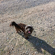 Doline a rejoint le concours — aidez-le/la à gagner de superbes lots ! dog, outdoor, gravel, shadow, sunlight, grass, pet, happy, tongue_out, small_dog, walking_path, daylight, nature, animal, fur, cute, playful, canine, standing, looking_up