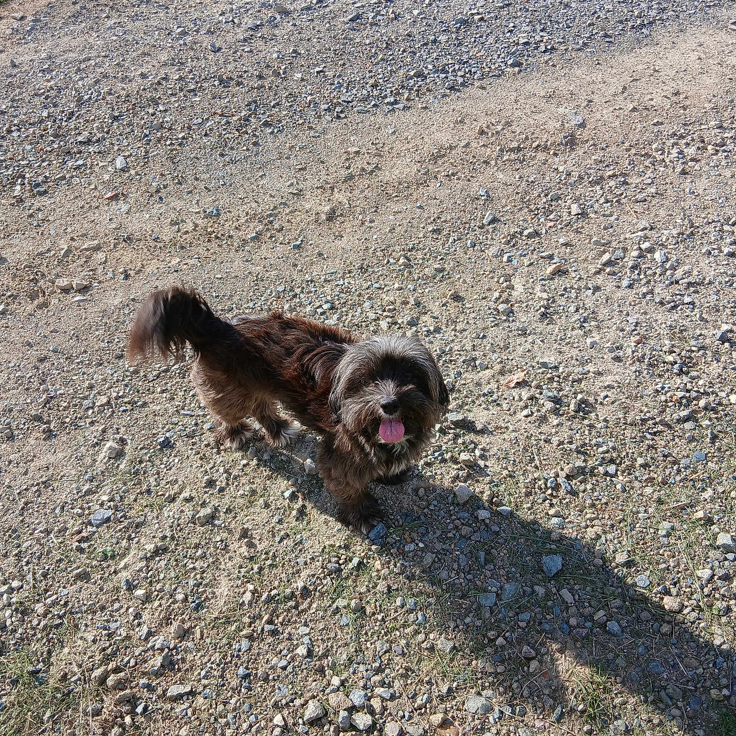Doline a rejoint le concours — aidez-le/la à gagner de superbes lots ! animal, canine, cute, daylight, dog, fur, grass, gravel, happy, looking_up, nature, outdoor, pet, playful, shadow, small_dog, standing, sunlight, tongue_out, walking_path