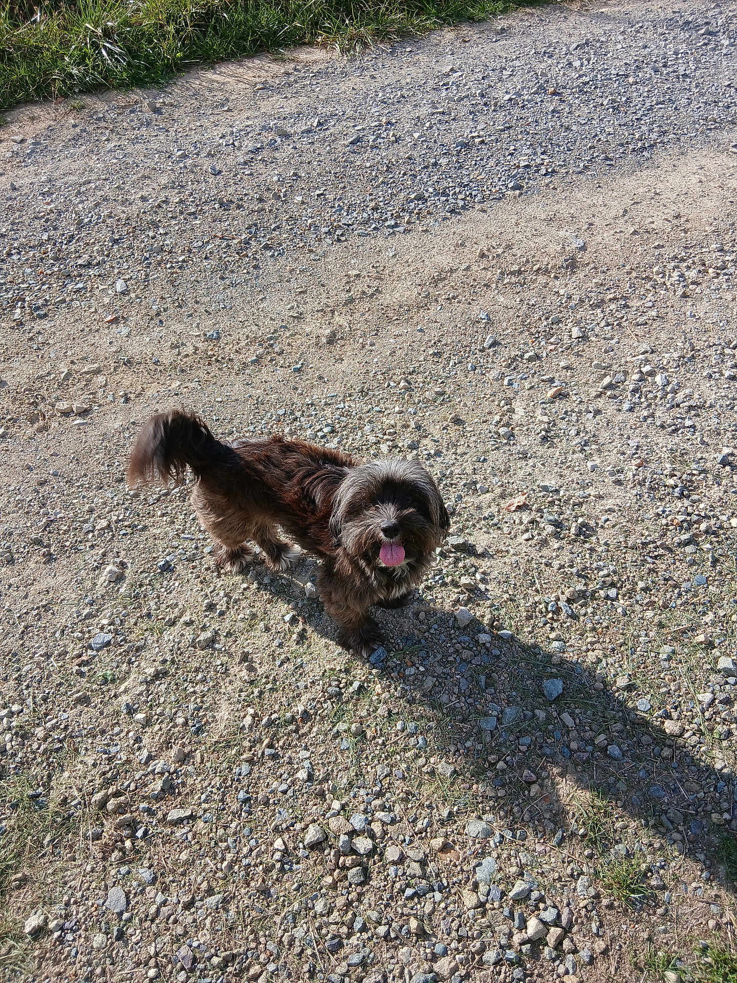 Doline a rejoint le concours — aidez-le/la à gagner de superbes lots ! dog, outdoor, gravel, shadow, sunlight, grass, pet, happy, tongue_out, small_dog, walking_path, daylight, nature, animal, fur, cute, playful, canine, standing, looking_up
