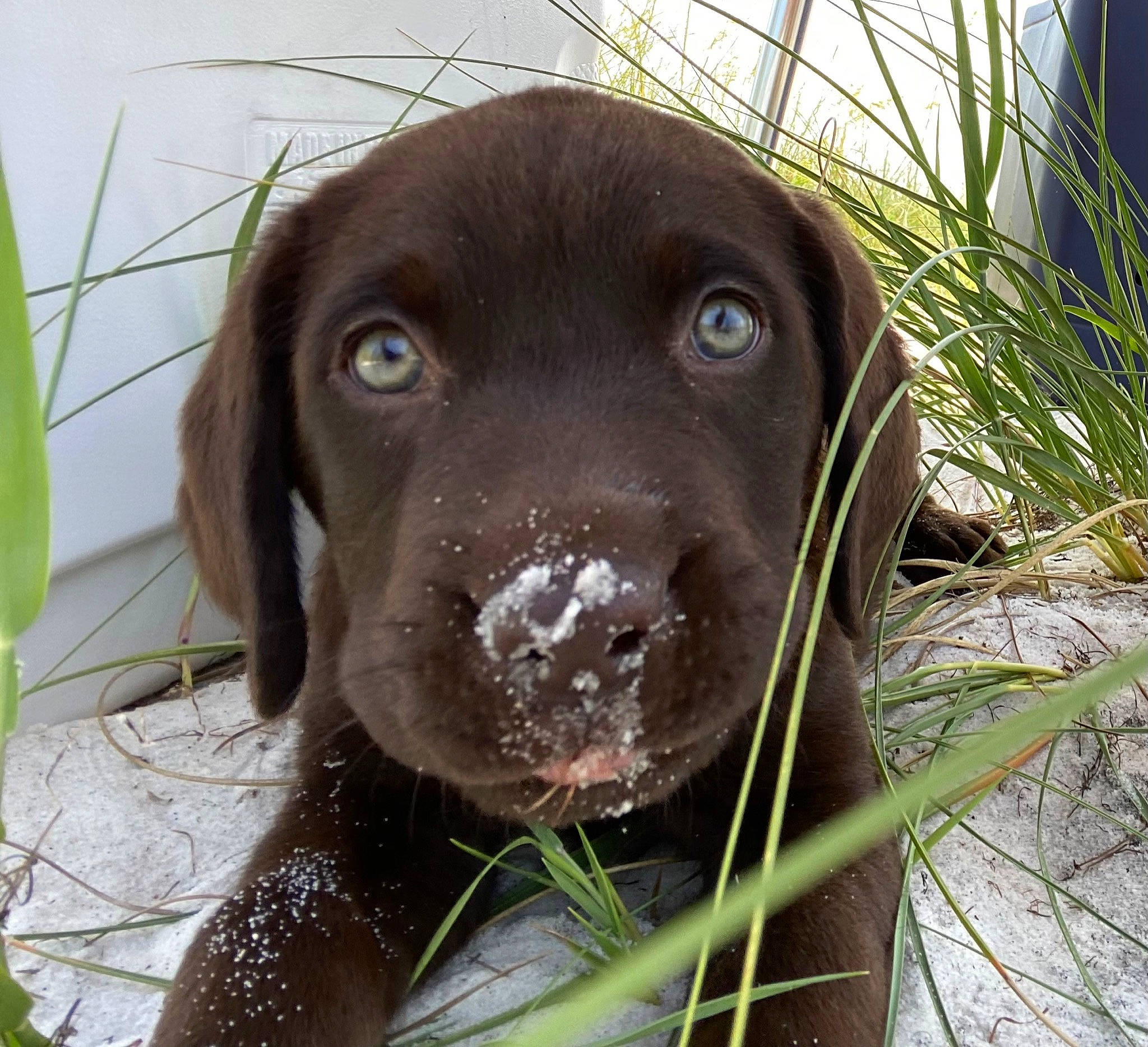 Frank Stewart is registered to the contest to win money with this photo: borador, canidae, carnivore, companion_dog, dog, dog_breed, dog_collar, event, fawn, grass, gun_dog, hunting_dog, liver, mammal, plant, snout, sporting_group, terrestrial_animal, whiskers, working_animal