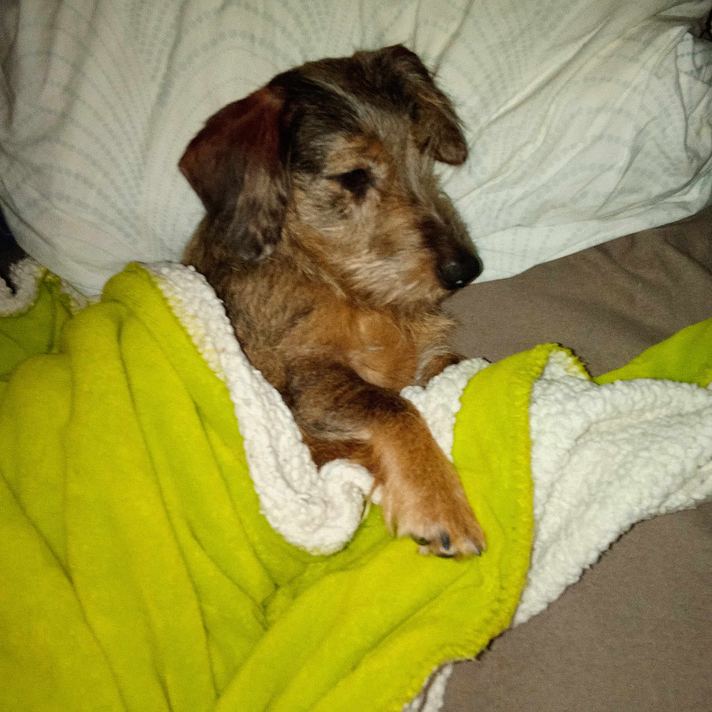 Vadime a rejoint le concours — aidez-le/la à gagner de superbes lots ! airedale, animal, ball, blanket, canine, couch, dog, furniture, homedecor, hound, linen, pet, poodle, puppy, sport, tennis, tennisball, terrier, towel