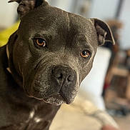 Raoul a rejoint le concours — aidez-le/la à gagner de superbes lots ! dog, pet, close_up, portrait, indoor, brown_eyes, animal, muzzle, fur, canine, domestic_animal, companion, looking, face, snout, ears, expression, blurred_background, house, furniture