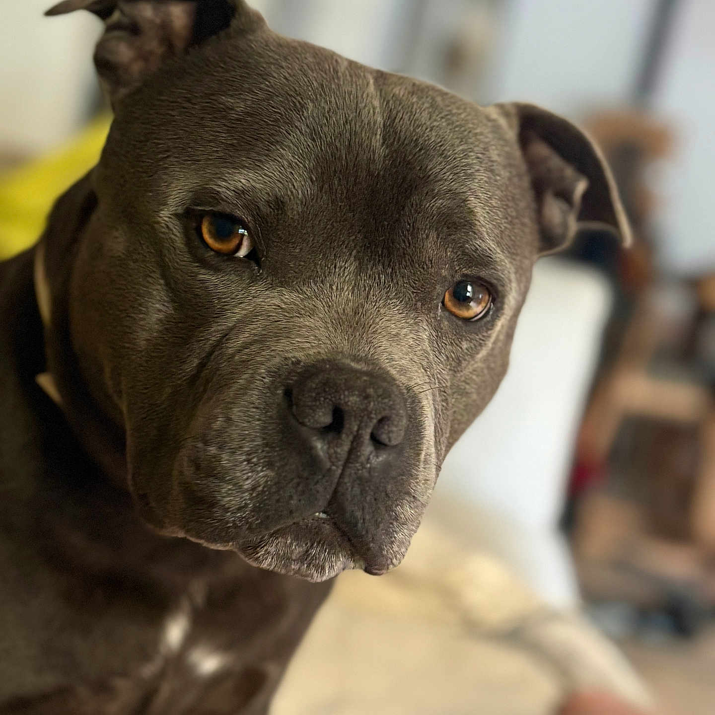 Raoul a rejoint le concours — aidez-le/la à gagner de superbes lots ! animal, blurred_background, brown_eyes, canine, close_up, companion, dog, domestic_animal, ears, expression, face, fur, furniture, house, indoor, looking, muzzle, pet, portrait, snout