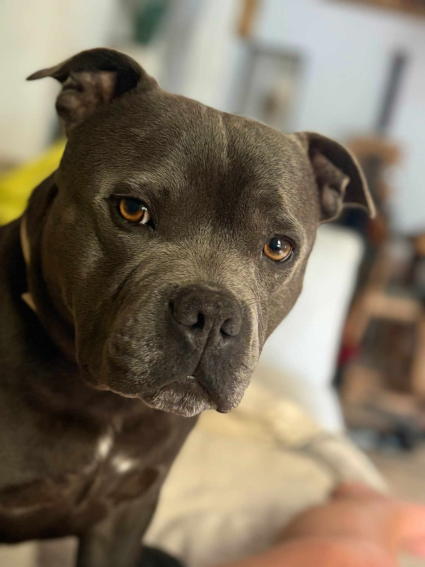 Raoul a rejoint le concours — aidez-le/la à gagner de superbes lots ! dog, pet, close_up, portrait, indoor, brown_eyes, animal, muzzle, fur, canine, domestic_animal, companion, looking, face, snout, ears, expression, blurred_background, house, furniture