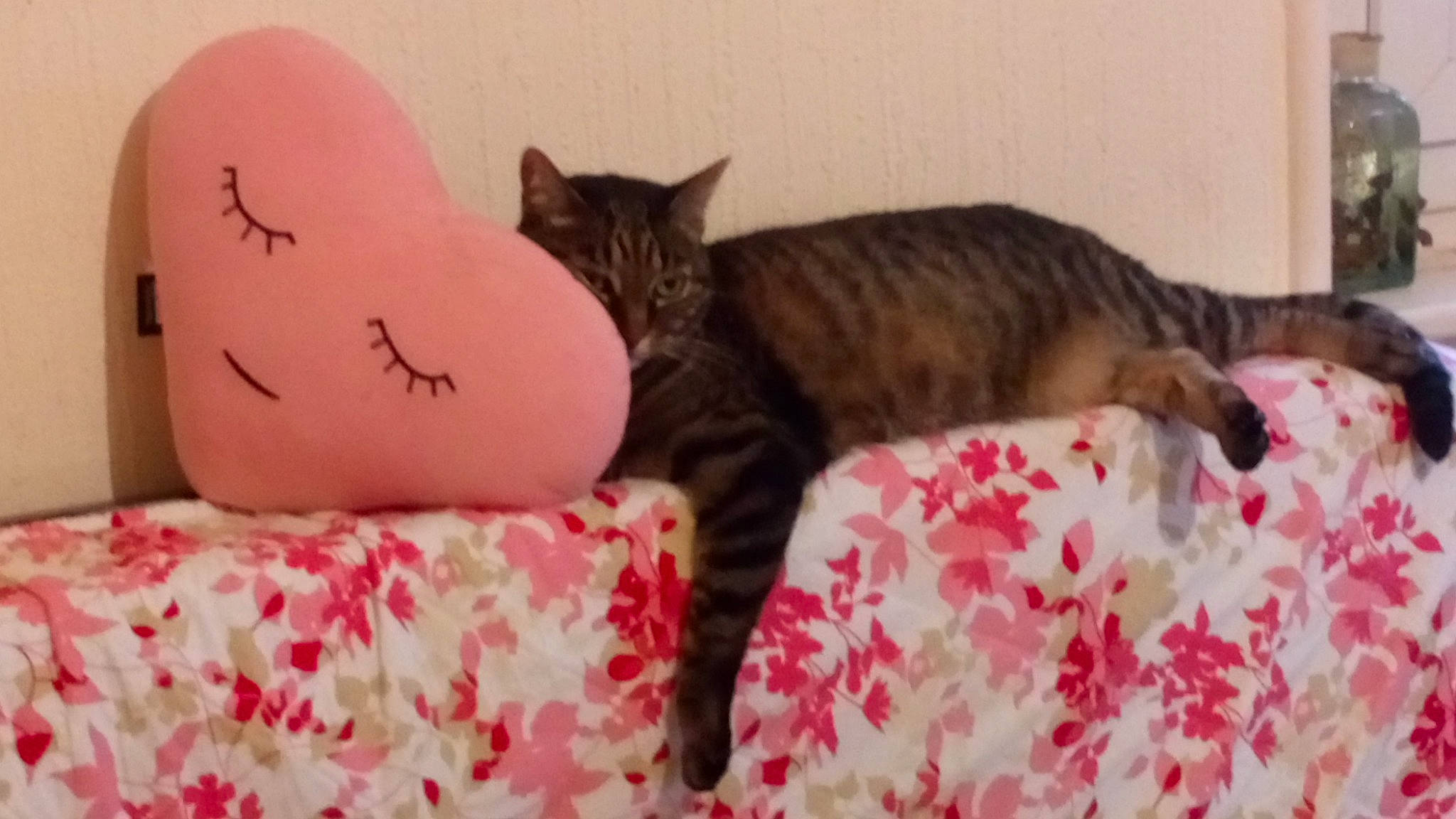 Moumoune a rejoint le concours — aidez-le/la à gagner de superbes lots ! bed, bedding, carmine, carnivore, cat, comfort, domestic_short_haired_cat, felidae, fur, linens, magenta, pattern, paw, pink, room, sitting, small_to_medium_sized_cats, snout, tail, whiskers