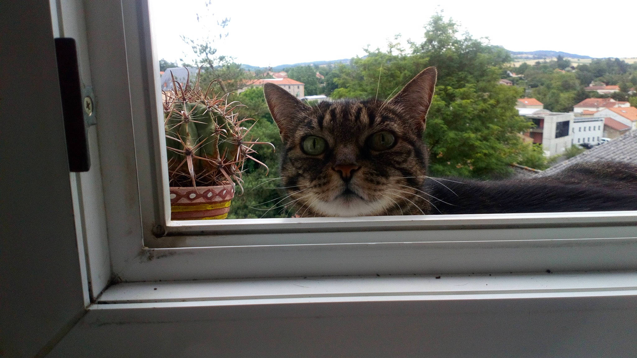 Moumoune participe au concours pour gagner de l'argent avec cette photo : carnivore, cat, domestic_short_haired_cat, felidae, flowerpot, fur, glass, grass, house, houseplant, metal, plant, sky, small_to_medium_sized_cats, snout, tail, tree, whiskers, window, wood