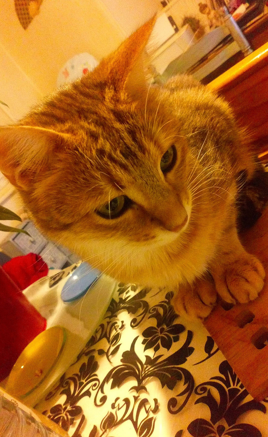 Pattenrond participe au concours pour gagner de l'argent avec cette photo : box, carnivore, cat, couch, domestic_short_haired_cat, fashion_accessory, fawn, felidae, fur, kitchen_utensil, paw, plate, serveware, small_to_medium_sized_cats, snout, tableware, tail, textile, whiskers, wood