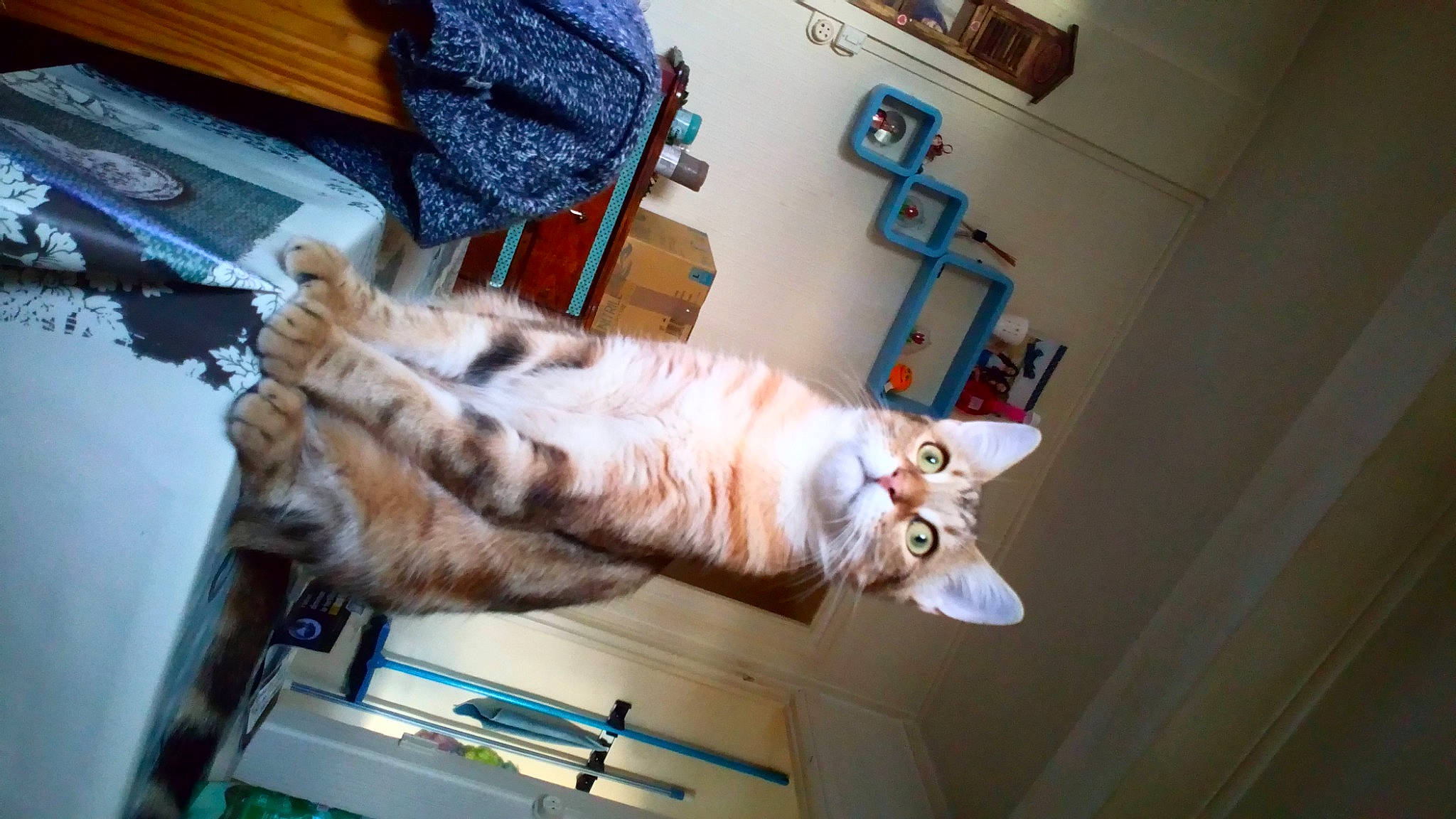 Pattenrond a rejoint le concours — aidez-le/la à gagner de superbes lots ! canidae, carnivore, cat, comfort, domestic_short_haired_cat, felidae, fur, luggage_and_bags, paw, room, small_to_medium_sized_cats, sporting_group, tail, textile, whiskers, wood