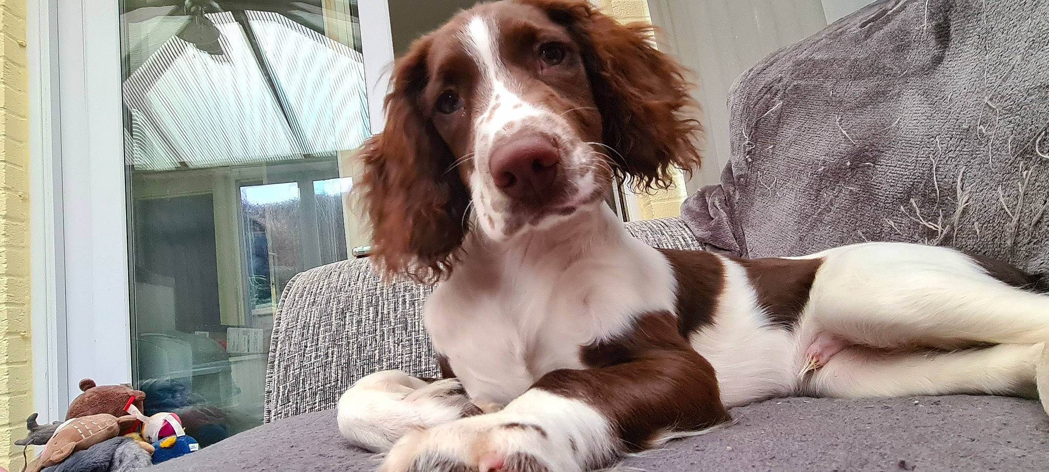 Dexter joined the competition — help win amazing prizes! bored, canidae, carnivore, companion_dog, dog, dog_breed, dog_collar, fur, gun_dog, hunting_dog, liver, pont_audemer_spaniel, snout, spaniel, sporting_group, terrestrial_animal, whiskers, window, working_animal