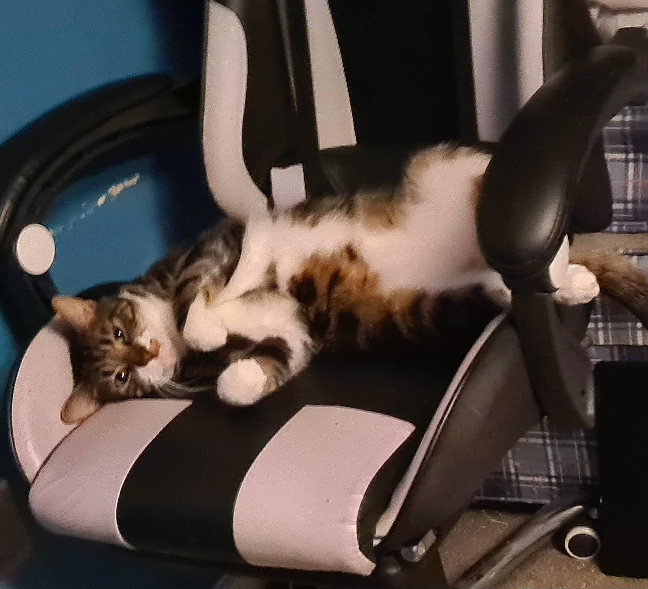 Thor joined the competition — help win amazing prizes! auto_part, canidae, car_seat, carnivore, cat, chair, claw, comfort, companion_dog, domestic_short_haired_cat, felidae, fur, human_leg, lap, paw, sitting, small_to_medium_sized_cats, tail, whiskers