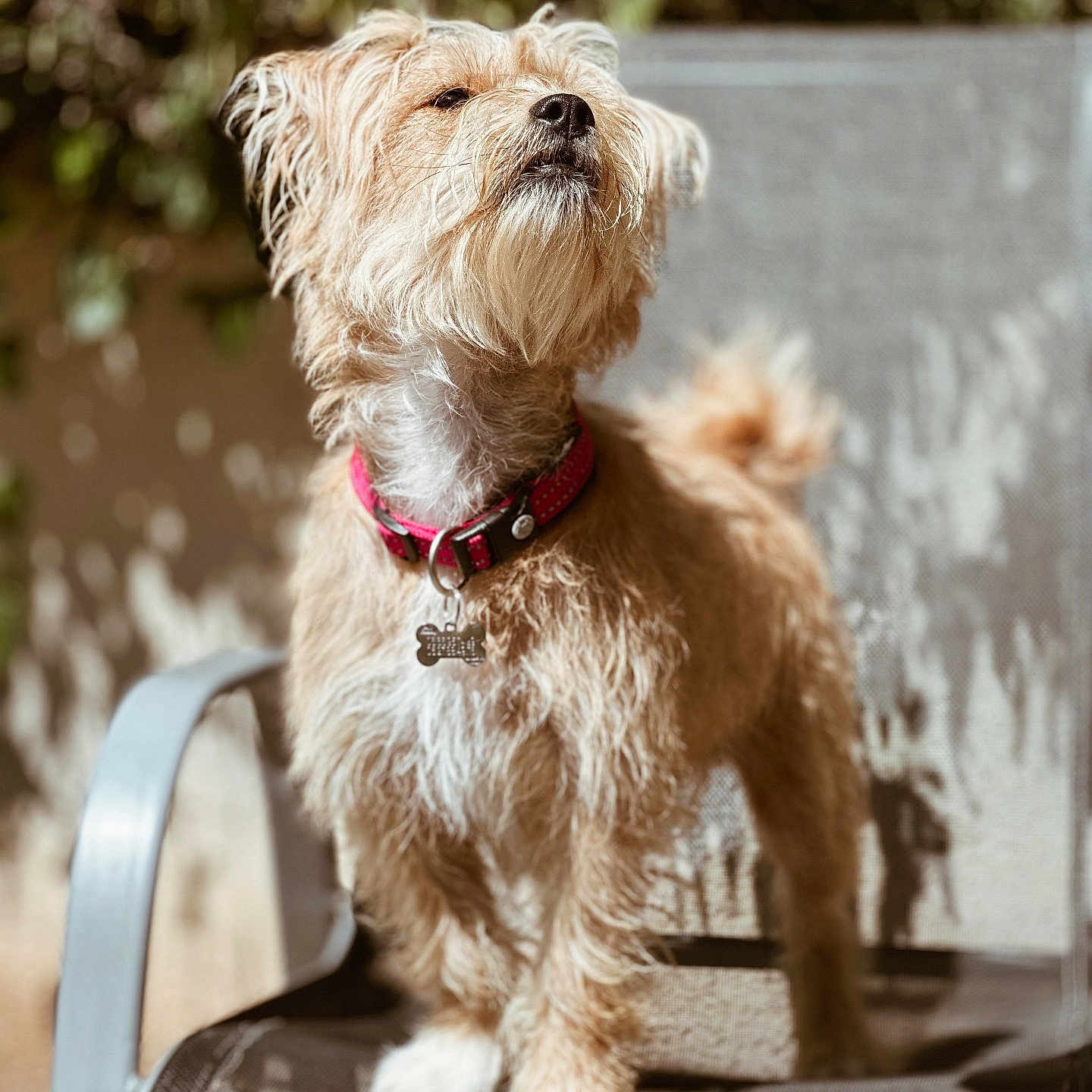 Molly a rejoint le concours — aidez-le/la à gagner de superbes lots ! accessories, affenpinscher, animal, canine, chair, collar, dog, furniture, grass, leash, pet, plant, poodle, puppy, strap, terrier, whitedog