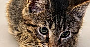 Keanu joined the competition — help win amazing prizes! adorable, animal, cat, close_up, curious, cute, domestic_cat, feline, fur, indoor, kitten, lying_down, mammal, pet, portrait, small, soft, tabby, whiskers, young