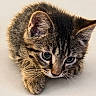 Keanu joined the competition — help win amazing prizes! adorable, animal, cat, close_up, curious, cute, domestic_cat, feline, fur, indoor, kitten, lying_down, mammal, pet, portrait, small, soft, tabby, whiskers, young