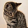 Keanu is registered to the contest to win money with this photo: adorable, animal, background, cat, curious, cute, feline, fur, indoor, kitten, mammal, pet, portrait, sitting, small, soft_light, striped, tabby, whiskers, young