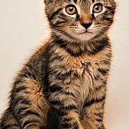 Keanu is registered to the contest to win money with this photo: adorable, animal, cat, closeup, curious, cute, ears, eyes, feline, fur, indoor, kitten, pet, portrait, sitting, soft_light, tabby, tail, whiskers, young