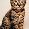 adorable, animal, cat, closeup, curious, cute, ears, eyes, feline, fur, indoor, kitten, pet, portrait, sitting, soft_light, tabby, tail, whiskers, young