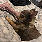 Dior is registered to the contest to win money with this photo: animal, bed, blanket, bone_shaped_toy, brown_fur, chihuahua, cozy, dog, ear, fabric, fur, indoor, paw, pet, plush_toy, relaxed, resting, sleepy, small_dog, toy