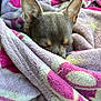 Dior is registered to the contest to win money with this photo: animal, blanket, closeup, comfort, cozy, cute, dog, ears, fur, indoors, nap, pet, puppy, relaxation, resting, sleeping, snuggled, soft, warm, wrapped