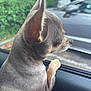 alert, animal, car, chihuahua, close_up, curious, daylight, dog, ears, fur, nature, outdoor, parked_car, paw, pet, road, side_view, small_dog, transportation, window